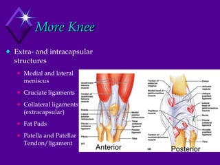 More Knee Extra- and intracapsular structures Medial and lateral meniscus Cruciate ligaments Collateral ligaments (extracapsular) Fat Pads Patella and Patellar Tendon/ligament Anterior Posterior 