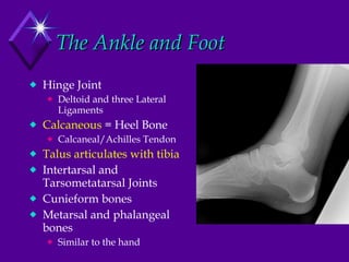 The Ankle and Foot Hinge Joint Deltoid and three Lateral Ligaments Calcaneous  = Heel Bone Calcaneal/Achilles Tendon Talus articulates with tibia Intertarsal and Tarsometatarsal Joints Cunieform bones Metarsal and phalangeal bones Similar to the hand 