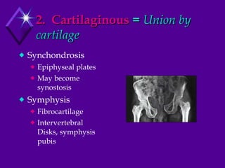 2.  Cartilaginous  =  Union by cartilage Synchondrosis Epiphyseal plates May become synostosis Symphysis Fibrocartilage Intervertebral Disks, symphysis pubis 