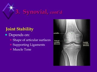 3.  Synovial,  cont’d Depends on: Shape of articular surfaces Supporting Ligaments Muscle Tone Joint Stability 