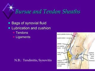 Bursae and Tendon Sheaths Bags of synovial fluid Lubrication and cushion Tendons Ligaments N.B.:  Tendinitis, Synovitis 
