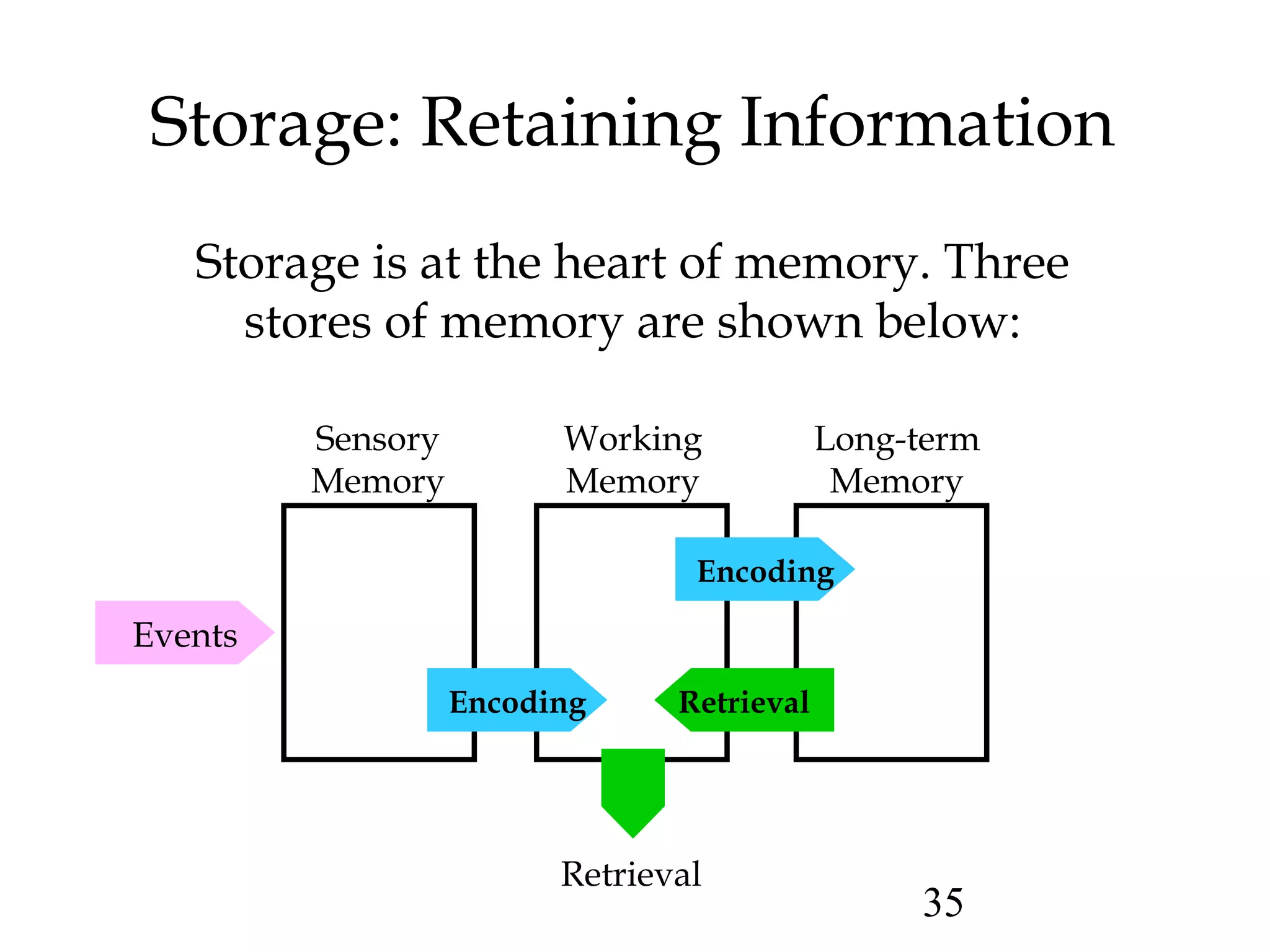 35
Storage: Retaining Information
Storage is at the heart of memory. Three
stores of memory are shown below:
Sensory
Memory
Working
Memory
Long-term
Memory
Encoding
RetrievalEncoding
Events
Retrieval
 