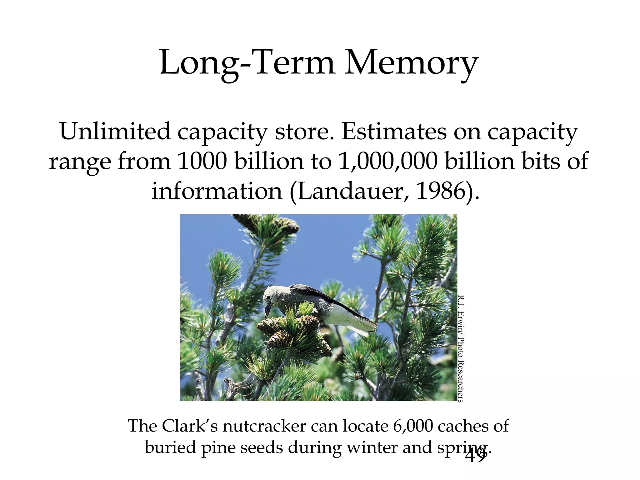 49
Long-Term Memory
Unlimited capacity store. Estimates on capacity
range from 1000 billion to 1,000,000 billion bits of
information (Landauer, 1986).
The Clark’s nutcracker can locate 6,000 caches of
buried pine seeds during winter and spring.R.J.Erwin/PhotoResearchers
 