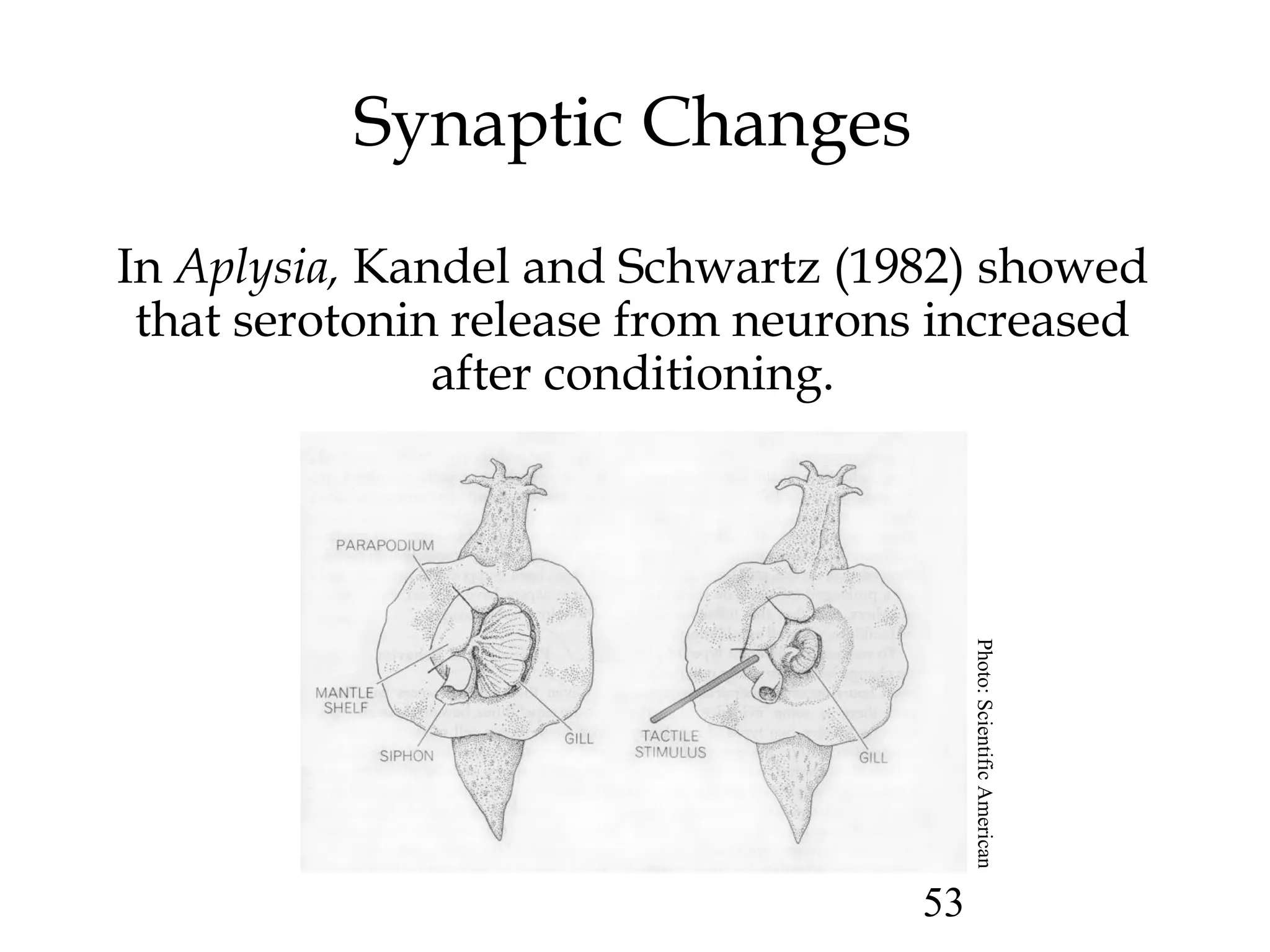53
Synaptic Changes
In Aplysia, Kandel and Schwartz (1982) showed
that serotonin release from neurons increased
after conditioning.
Photo:ScientificAmerican
 
