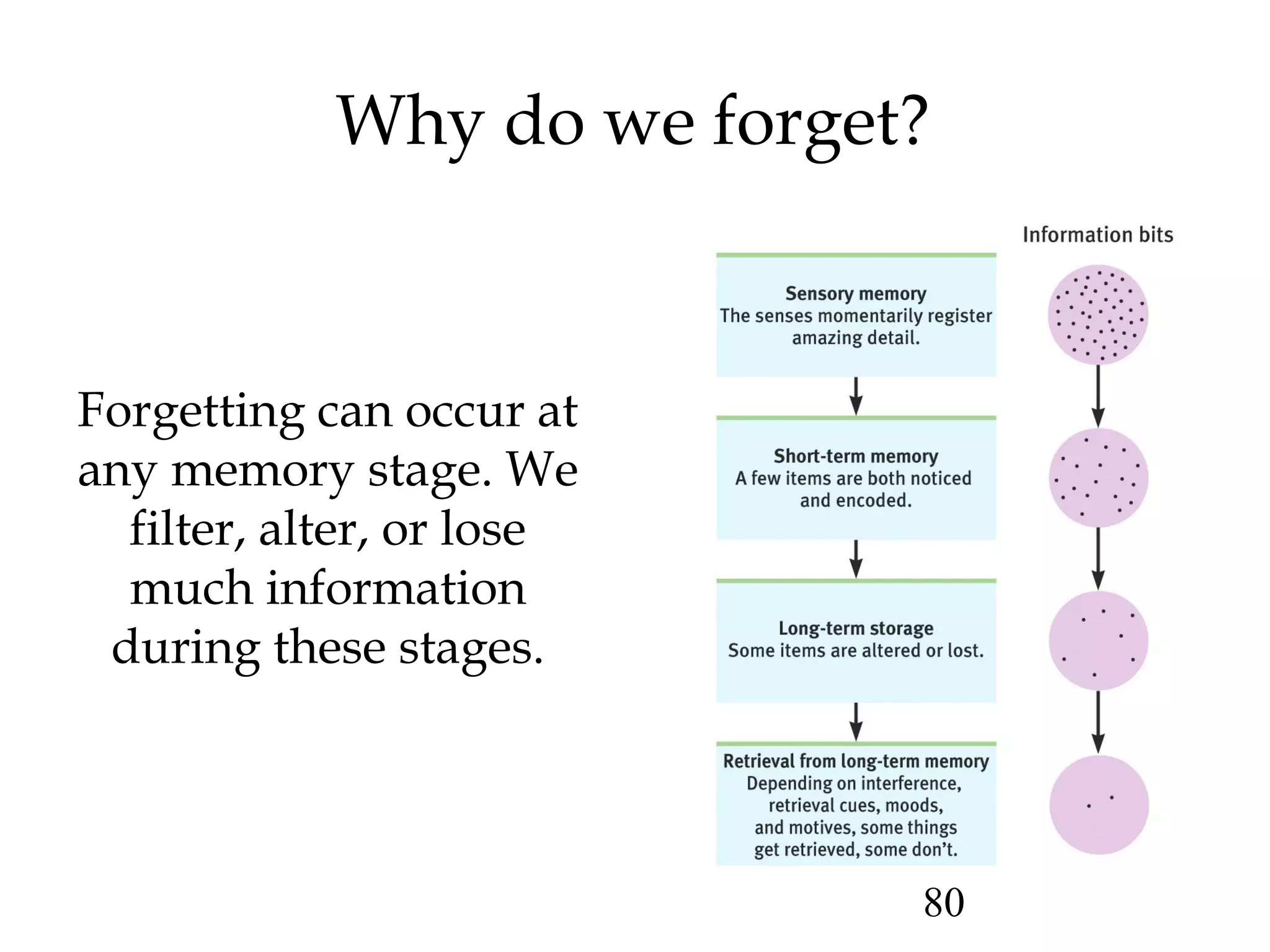 80
Why do we forget?
Forgetting can occur at
any memory stage. We
filter, alter, or lose
much information
during these stages.
 