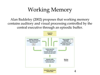 14
Working Memory
Alan Baddeley (2002) proposes that working memory
contains auditory and visual processing controlled by the
central executive through an episodic buffer.
 