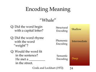 24
Encoding Meaning
Q: Did the word begin
with a capital letter?
Structural
Encoding
Q: Did the word rhyme
with the word
“weight”?
Q: Would the word fit
in the sentence?
He met a __________
in the street.
Phonemic
Encoding
Semantic
Encoding
“Whale”
Craik and Lockhart (1972)
Intermediate
Deep
Shallow
 