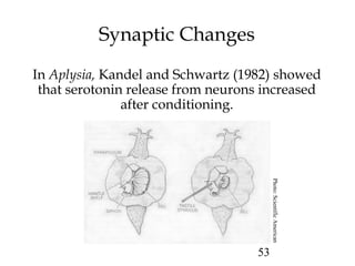 53
Synaptic Changes
In Aplysia, Kandel and Schwartz (1982) showed
that serotonin release from neurons increased
after conditioning.
Photo:ScientificAmerican
 