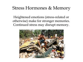 55
Stress Hormones & Memory
Heightened emotions (stress-related or
otherwise) make for stronger memories.
Continued stress may disrupt memory.
ScottBarbour/GettyImages
 