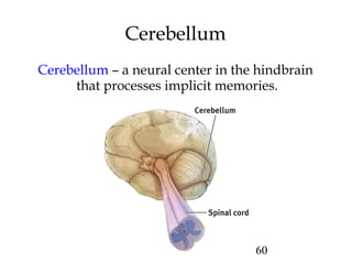 60
Cerebellum
Cerebellum – a neural center in the hindbrain
that processes implicit memories.
 