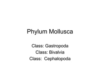 Phylum Mollusca

 Class: Gastropoda
   Class: Bivalvia
Class: Cephalopoda
 