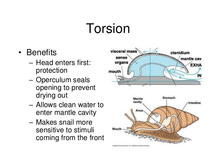 C hapter 9 mollusks snail shell diagram 