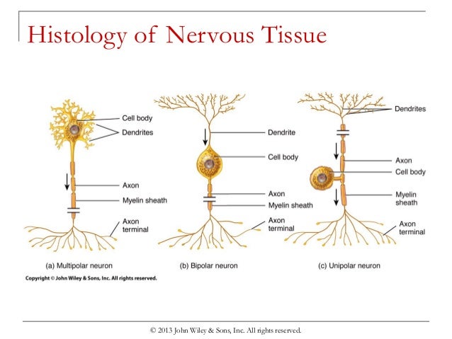 Chapter 9 nervous tissue
