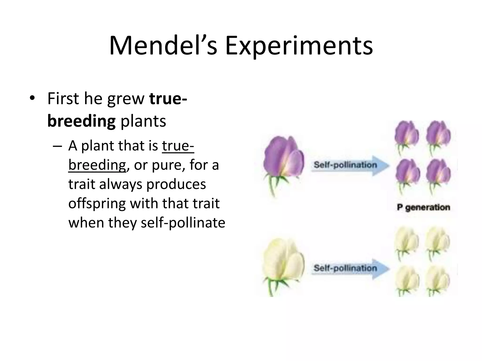 Mendel’s Experiments
• First he grew true-
  breeding plants
   – A plant that is true-
     breeding, or pure, for a
     trait always produces
     offspring with that trait
     when they self-pollinate
 