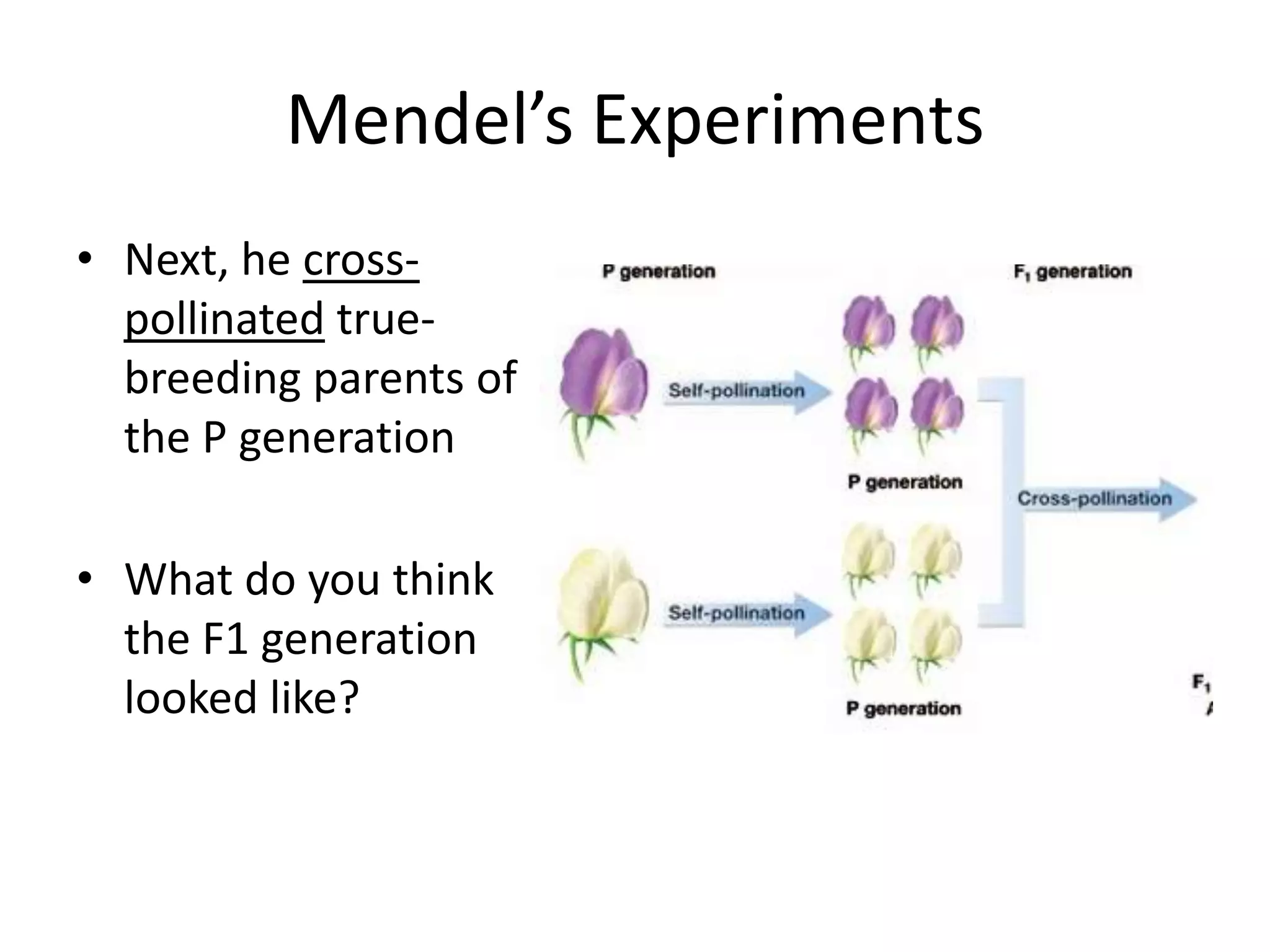 Mendel’s Experiments
• Next, he cross-
  pollinated true-
  breeding parents of
  the P generation

• What do you think
  the F1 generation
  looked like?
 