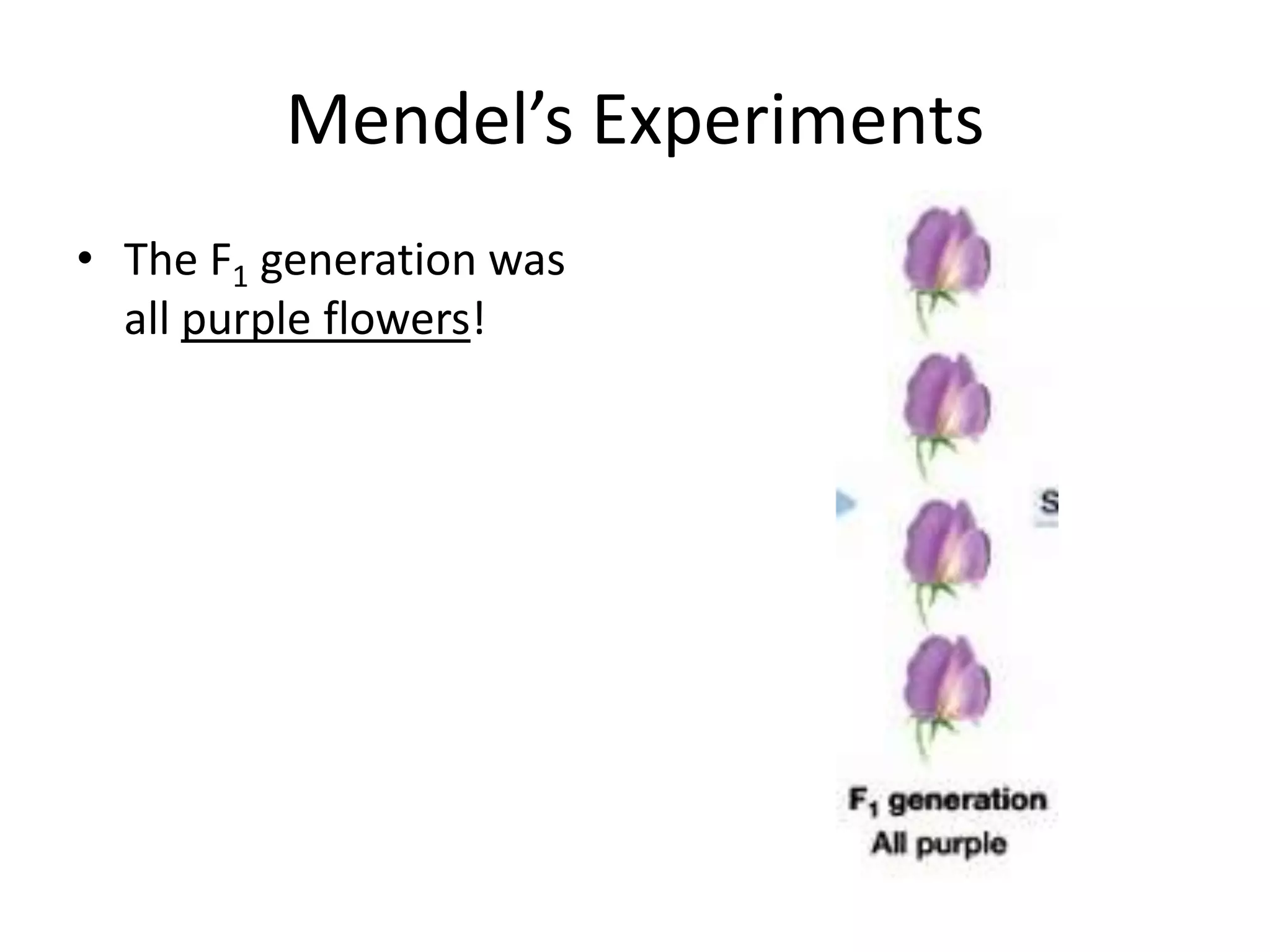 Mendel’s Experiments
• The F1 generation was
  all purple flowers!
 