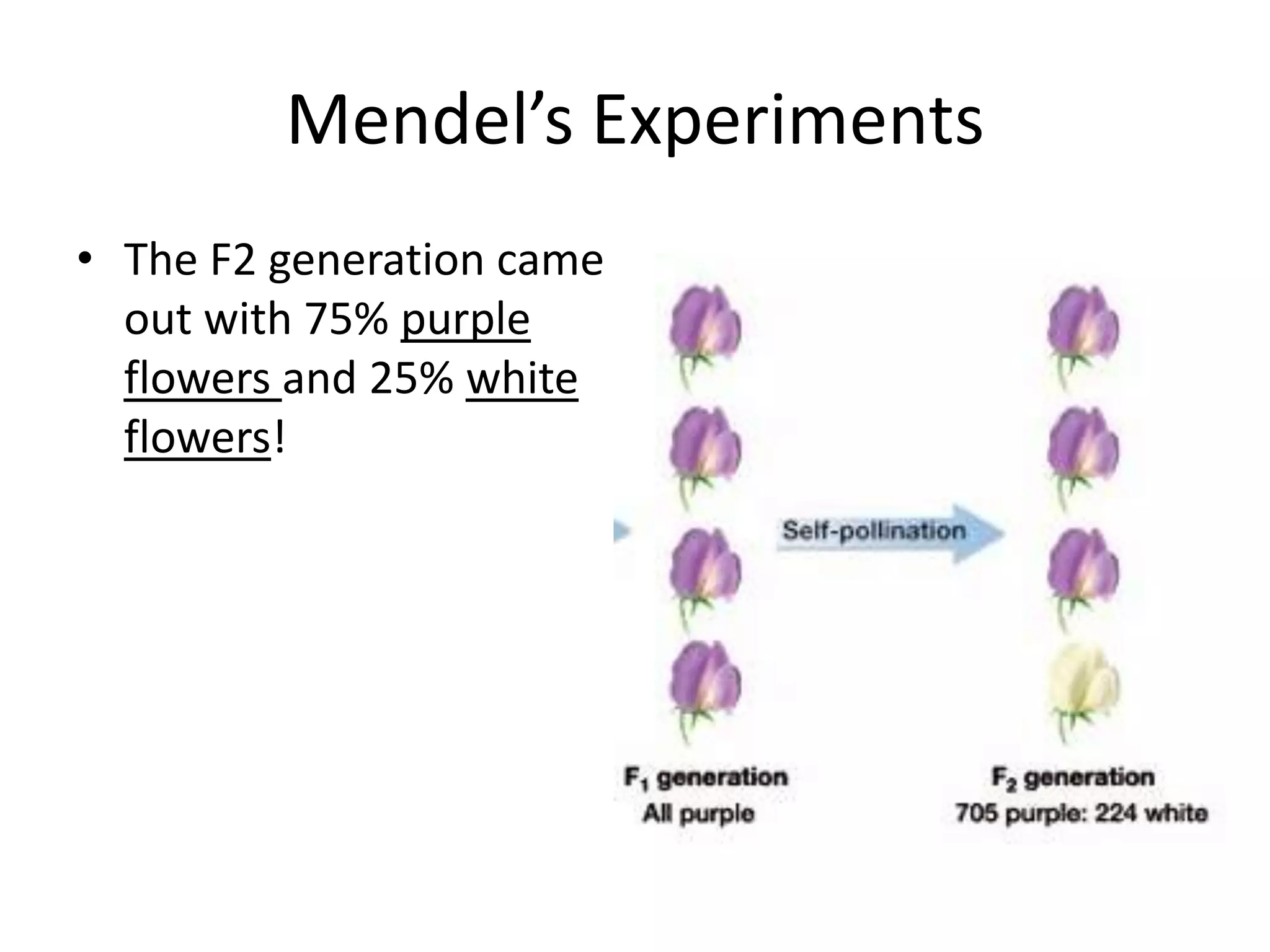 Mendel’s Experiments
• The F2 generation came
  out with 75% purple
  flowers and 25% white
  flowers!
 