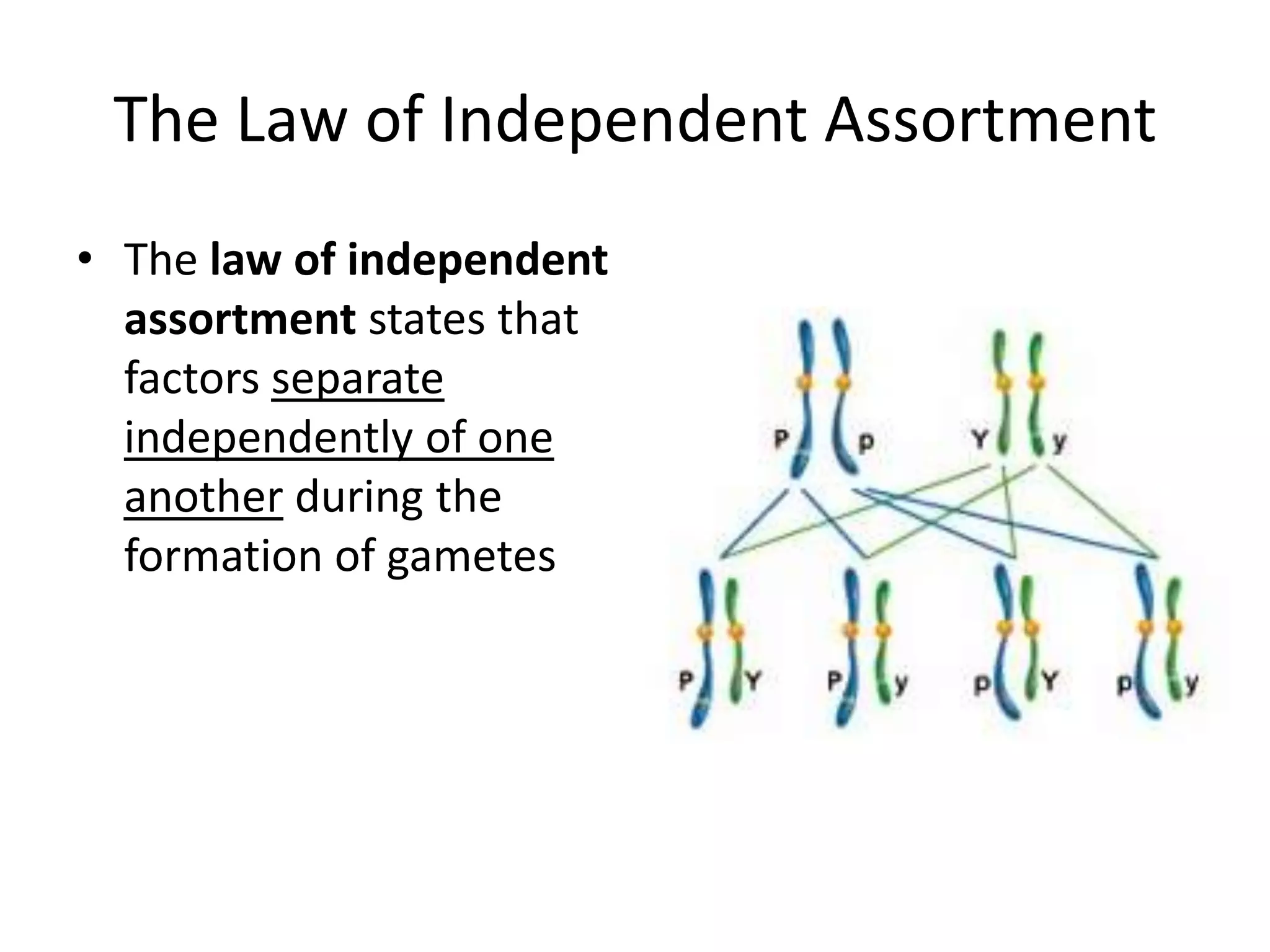 The Law of Independent Assortment
• The law of independent
  assortment states that
  factors separate
  independently of one
  another during the
  formation of gametes
 