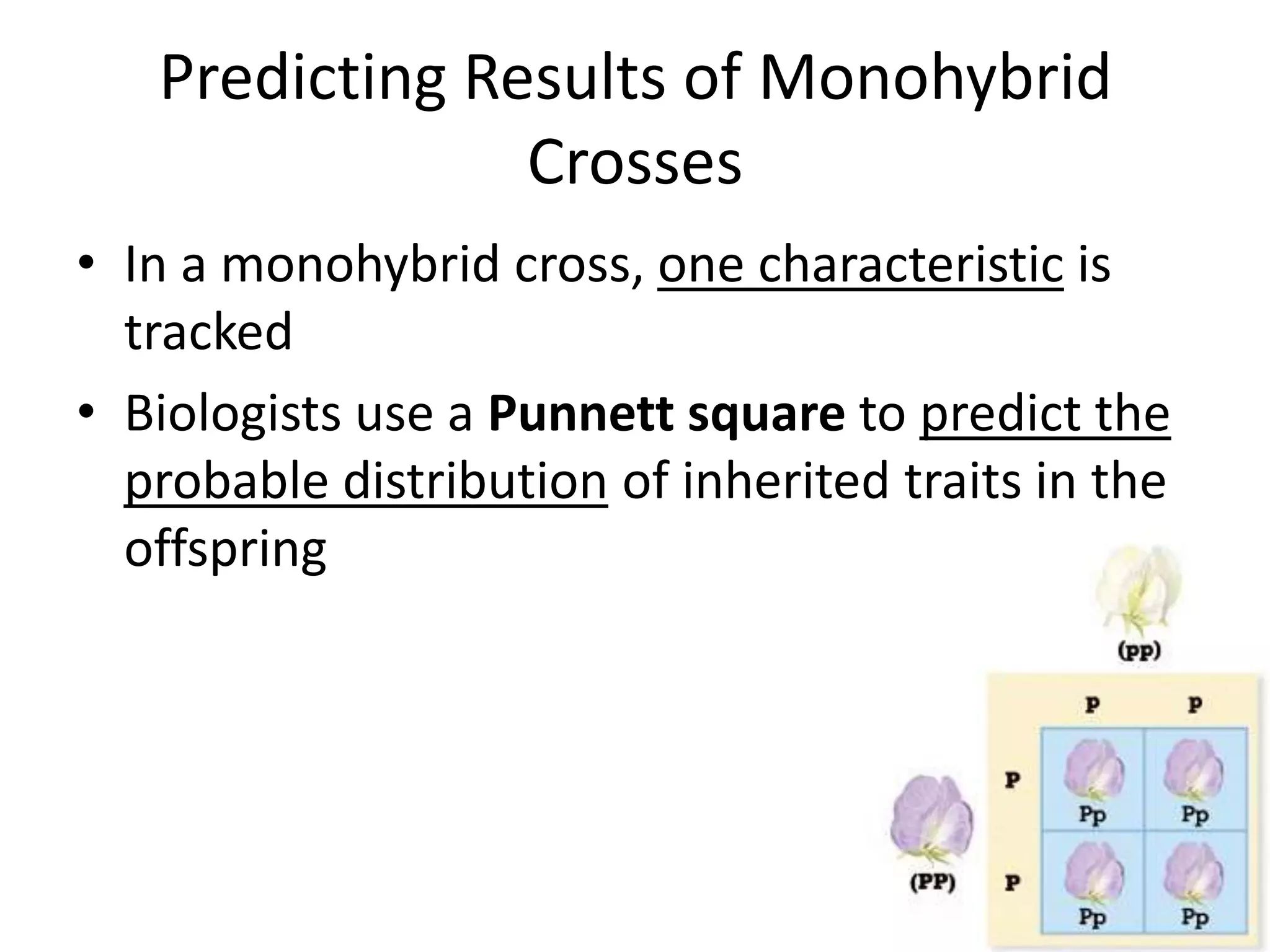 Predicting Results of Monohybrid
                Crosses
• In a monohybrid cross, one characteristic is
  tracked
• Biologists use a Punnett square to predict the
  probable distribution of inherited traits in the
  offspring
 