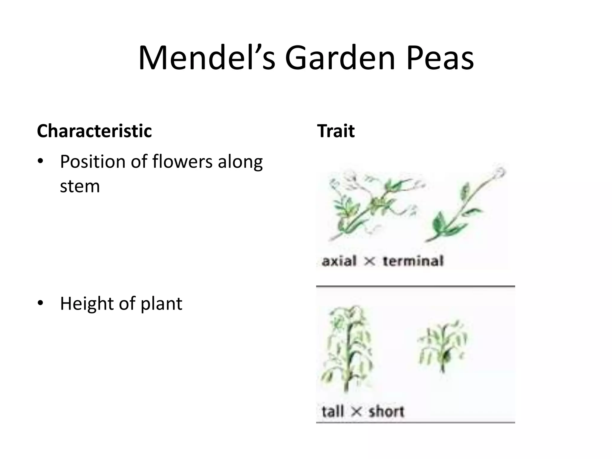 Mendel’s Garden Peas
Characteristic                Trait
• Position of flowers along
  stem




• Height of plant
 