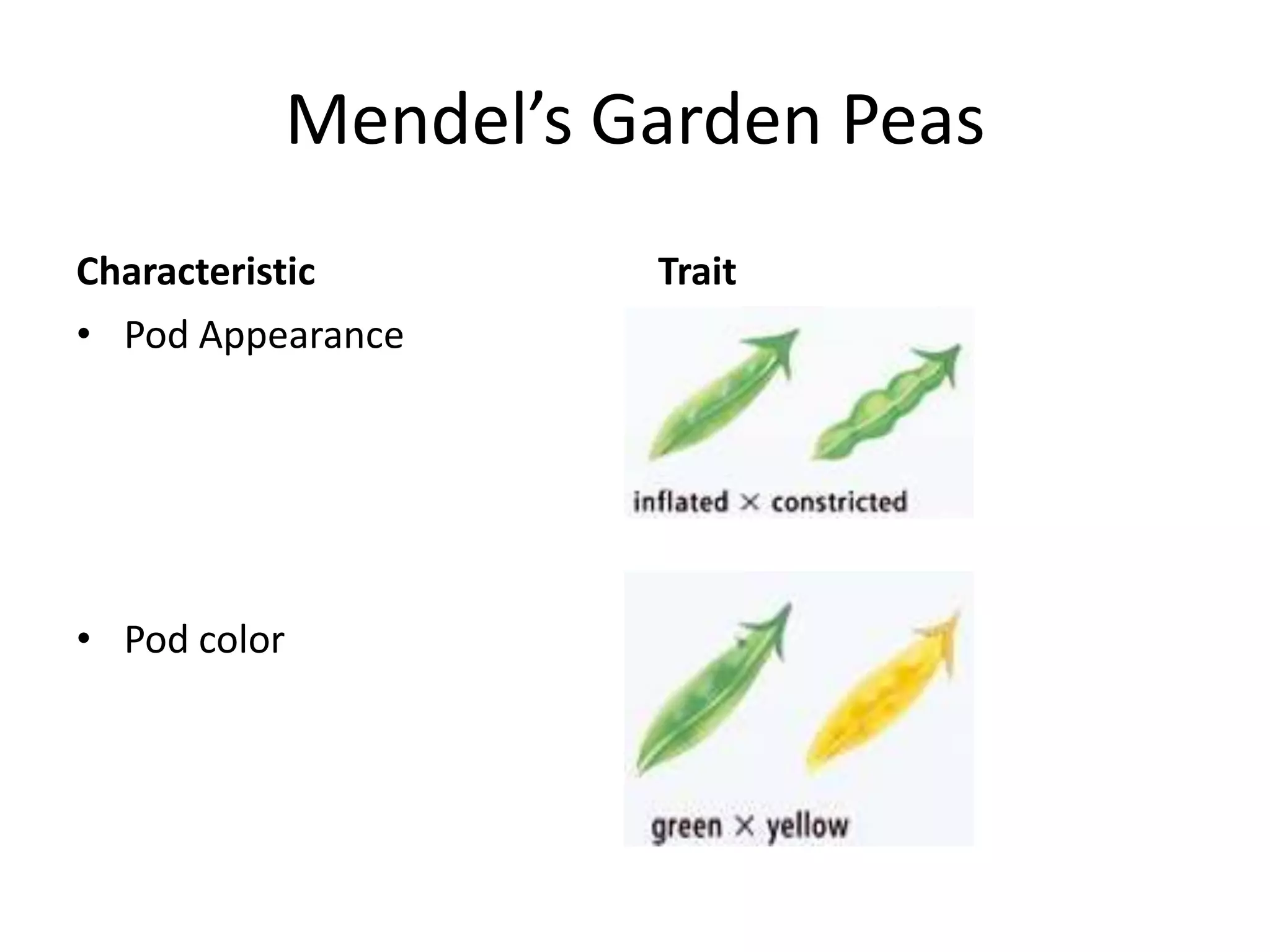 Mendel’s Garden Peas
Characteristic      Trait
• Pod Appearance




• Pod color
 