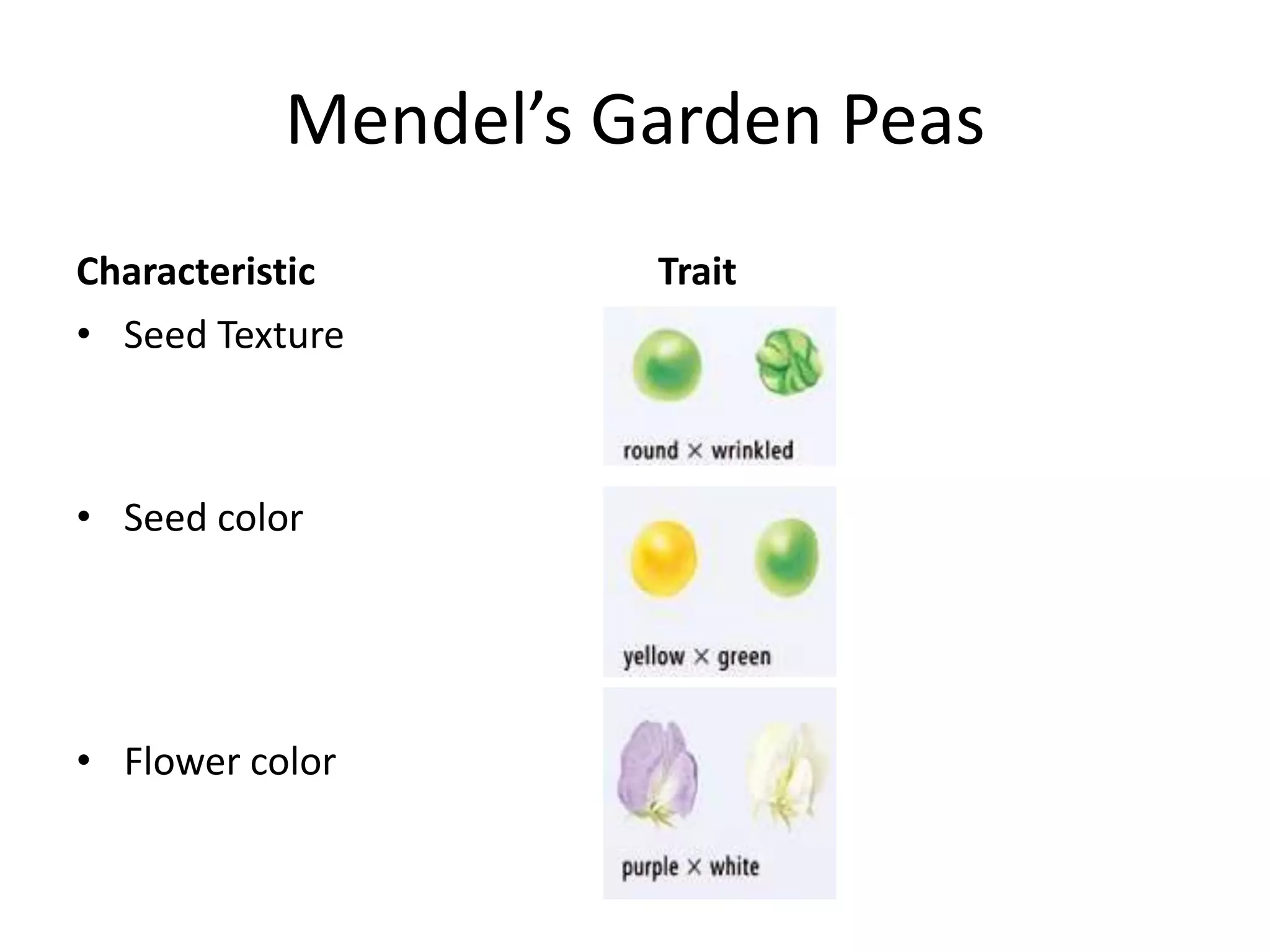 Mendel’s Garden Peas
Characteristic       Trait
• Seed Texture



• Seed color




• Flower color
 