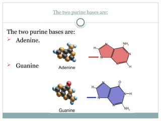 Chapter 9 Nucleic Acids.pptx DNA and DNA | PPTX