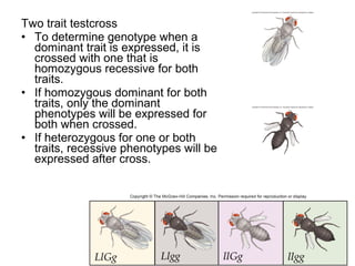Test Cross Bio Bio 100 Chapter 9 part 1 | PPT