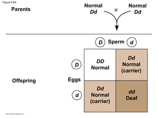 Figure 9.9A

Normal
Dd

Parents

D

D
Offspring

Normal
Dd

×

Sperm

d

DD
Normal

Dd
Normal
(carrier)

Dd
Normal
(carrier)

dd
Deaf

Eggs
d

 