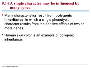 9.14 A single character may be influenced by
many genes
 Many characteristics result from polygenic
inheritance, in which a single phenotypic
character results from the additive effects of two or
more genes.
 Human skin color is an example of polygenic
inheritance.

© 2012 Pearson Education, Inc.

 
