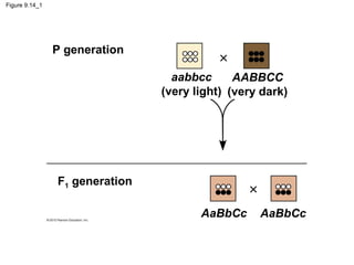 Figure 9.14_1

P generation

×
aabbcc
AABBCC
(very light) (very dark)

F1 generation

×
AaBbCc

AaBbCc

 