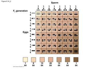 Figure 9.14_2

Sperm
F2 generation

1
8

1
8

1
8

1
8

1
8

1
8

1
8

1
8

1
8
1
8
1
8

Eggs

1
8
1
8
1
8
1
8
1
8

1
64

6
64

15
64

20
64

15
64

6
64

1
64

 