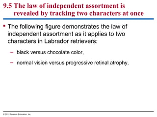 9.5 The law of independent assortment is
revealed by tracking two characters at once
 The following figure demonstrates the law of
independent assortment as it applies to two
characters in Labrador retrievers:
– black versus chocolate color,
– normal vision versus progressive retinal atrophy.

© 2012 Pearson Education, Inc.

 