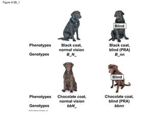 Figure 9.5B_1

Blind

Phenotypes
Genotypes

Black coat,
normal vision
B_N_

Black coat,
blind (PRA)
B_nn

Blind

Phenotypes
Genotypes

Chocolate coat,
normal vision
bbN_

Chocolate coat,
blind (PRA)
bbnn

 