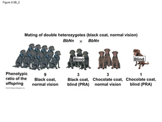 Figure 9.5B_2

Mating of double heterozygotes (black coat, normal vision)
BbNn ×
BbNn

Blind
Phenotypic
ratio of the
offspring

9
Black coat,
normal vision

Blind

1
3
3
Black coat, Chocolate coat, Chocolate coat,
blind (PRA)
blind (PRA) normal vision

 