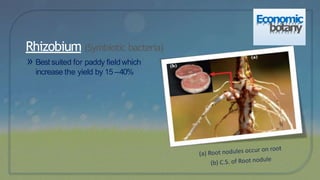 Rhizobium (Symbiotic bacteria)
» Best suited for paddy fieldwhich
increase the yield by 15 –40%
Economic
botany
 