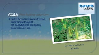 » Suited for wetland ricecultivation
and increase the yield
40 - 60kg/ha/crop asit quickly
decomposes in soil.
Azolla (Free floating waterfern)
Economic
botany
 