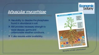 Arbuscular mycorrhizae
(Phycomycetousfungi and angiosperm roots)
» Hasability to dissolve the phosphates
found in abundance insoil.
» AM provides necessary strength to
resist disease, germsand
unfavourable weather conditions.
» It also assureswateravailability.
Economic
botany
 