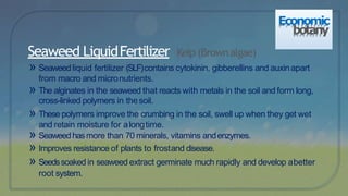» Seaweedliquid fertilizer (SLF)contains cytokinin, gibberellins and auxinapart
from macro and micronutrients.
» The alginates in the seaweed that reacts with metals in the soil and form long,
cross-linked polymers in thesoil.
» These polymers improve the crumbing in the soil, swell up when they get wet
and retain moisture for alongtime.
» Seaweedhasmore than 70 minerals, vitamins andenzymes.
» Improves resistance of plants to frostand disease.
» Seedssoaked in seaweed extract germinate much rapidly and develop abetter
root system.
Seaweed LiquidFertilizer Kelp (Brownalgae)
Economic
botany
 