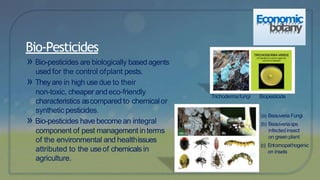 » Bio-pesticides are biologically basedagents
used for the control ofplant pests.
» Theyare in high usedue to their
non-toxic, cheaper andeco-friendly
characteristics ascompared to chemicalor
synthetic pesticides.
» Bio-pesticides have become an integral
component of pest management interms
of the environmental and healthissues
attributed to the useof chemicals in
agriculture.
Bio-Pesticides
Economic
botany
Trichodermafungi Biopesticide
(a) Beauveria Fungi
(b) Beauveriasps
infected insect
on greenplant
(c) Entomopathogenic
on insets
 