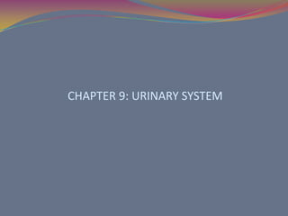 CHAPTER 9: URINARY SYSTEM 