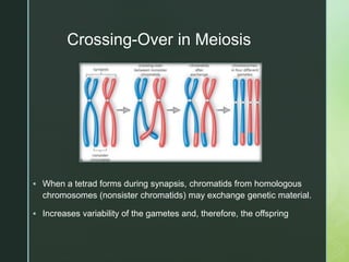 Chapter 9 Meiosis and the Genetic Basis of Sexual Reproduction | PPTX