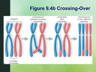 Chapter 9 Meiosis and the Genetic Basis of Sexual Reproduction | PPTX