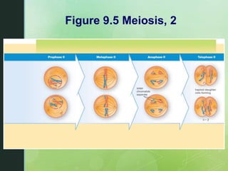 Chapter 9 Meiosis and the Genetic Basis of Sexual Reproduction | PPTX