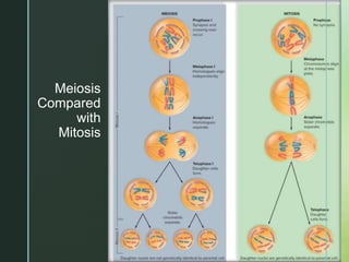 Chapter 9 Meiosis and the Genetic Basis of Sexual Reproduction | PPTX