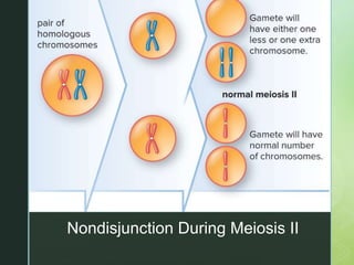 Chapter 9 Meiosis and the Genetic Basis of Sexual Reproduction | PPTX