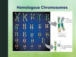 Chapter 9 Meiosis and the Genetic Basis of Sexual Reproduction | PPTX