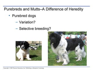 Purebreds and Mutts–A Difference of Heredity
         • Purebred dogs
                     – Variation?
                     – Selective breeding?




Copyright © 2005 Pearson Education, Inc. Publishing as Benjamin Cummings
 