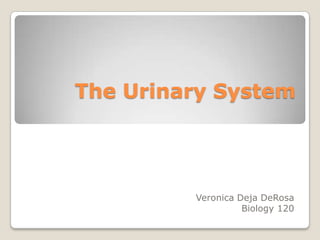 The Urinary System Veronica DejaDeRosa Biology 120 