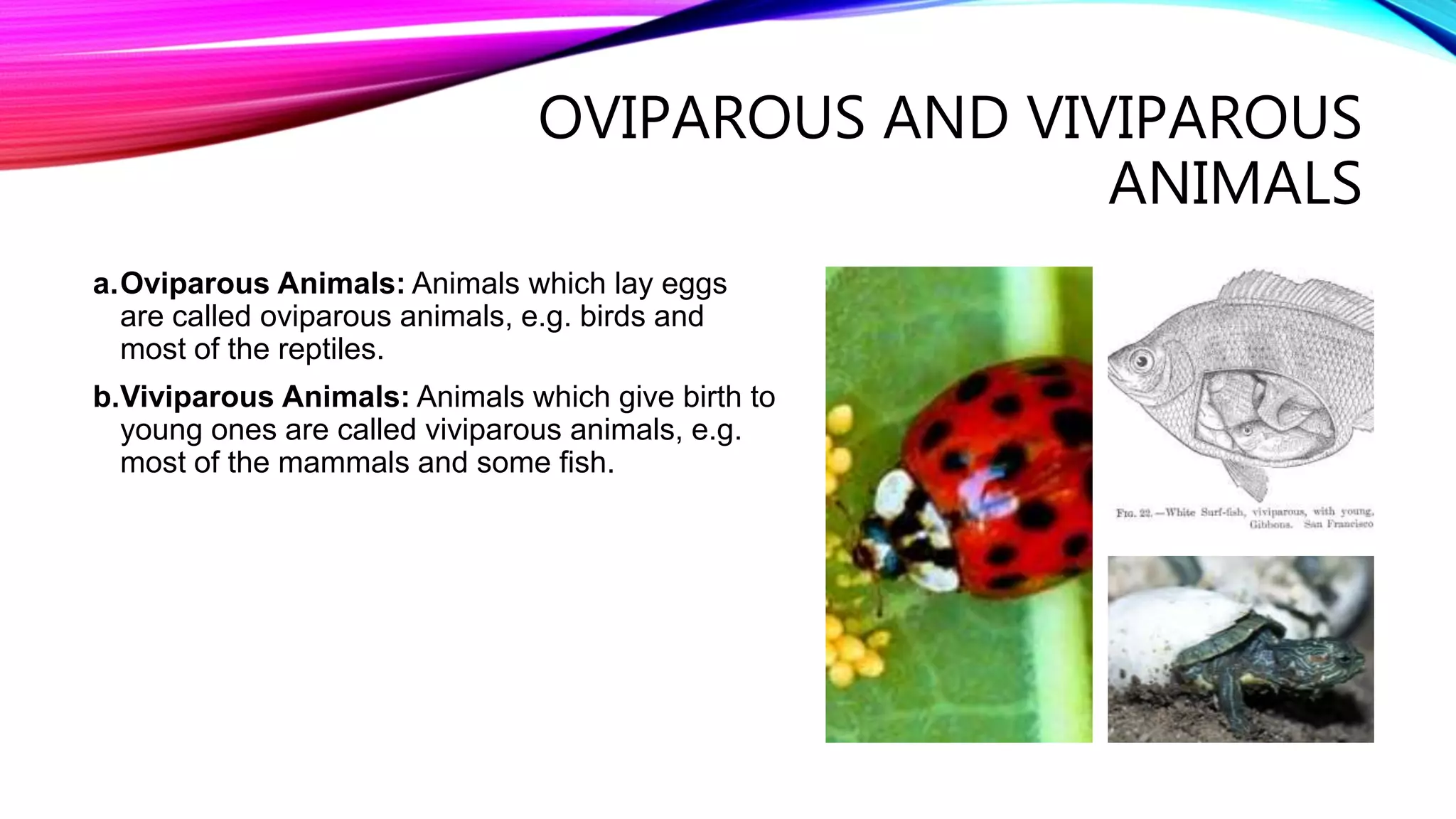 Reproduction in Animals class 8 | PPTX